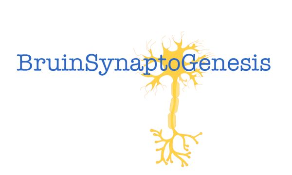 BruinSynaptoGenesis (BSG) Logo